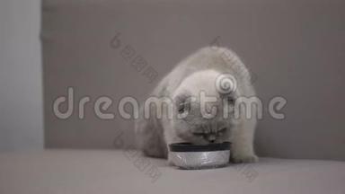 可爱的灰猫喜欢吃碗里的食物，胃口好，营养健康