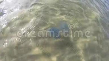 美杜莎·科罗特在海水中。
