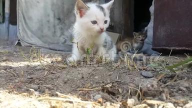 院子里的村子里有两只小猫，一只是黄色和灰色，另一只是白色和黑色