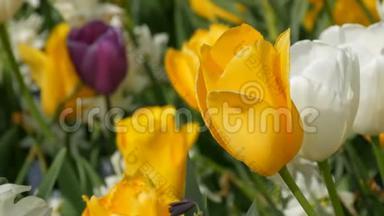 美丽的五颜六色的黄白色和一朵黑色的<strong>郁金</strong>香花在春天的花园里绽放。 装饰<strong>郁金</strong>香花