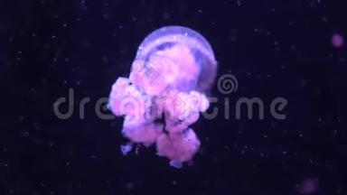 法国巴黎水族馆漂亮的粉红色水母，4k段录像