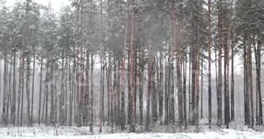 暴风雪期间冬季雪林公园的行<strong>走动</strong>作。 雪松针叶林.. 全景