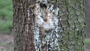云杉树干上树脂，水平拍摄.. 树愈合伤口，释放树脂