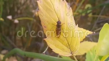 一只棕色叶子甲虫坐在一片树叶上的特写镜头
