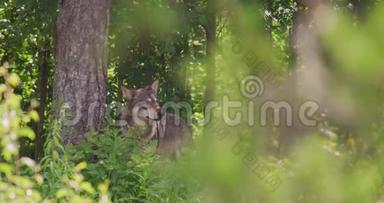 大灰狼在茂密的夏季森林中照顾对手和危险