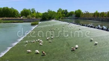 塔霍河穿过阿兰朱兹镇时的两张照片，一些鸽子和鸭子正在降温