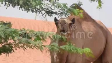 在Ghaf附近的阿联酋沙漠沙丘上，一只骑着骆驼的骆驼和骆驼在散步和进食