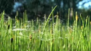 阳光明媚的一天，两只小蜘蛛在一条浅网上，在绿色的马尾上下着小雨。
