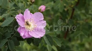 蜜蜂试图在风中飘动一朵<strong>浅</strong>紫色的花授粉