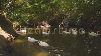 白鹅潜入水中，得到自己的食物。 一只家鸟在河里游泳