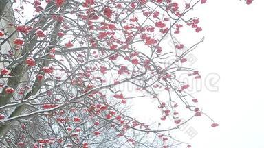 冬天的杨梅树