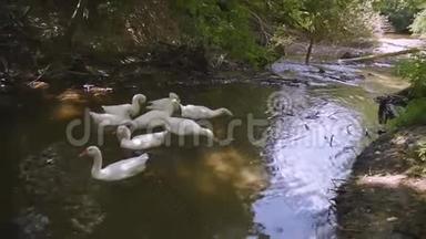 白鹅潜入水中，得到自己的食物。 一只家鸟在河里游泳