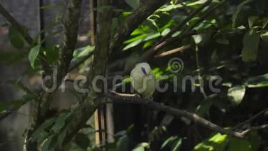 一只黄色的鹦鹉坐在巴厘岛<strong>鸟类保护区</strong>的树枝上