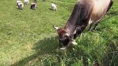 一头典型的提洛伦高山奶牛在多洛米特人的一片绿色草地上吃草，牛群则在其中