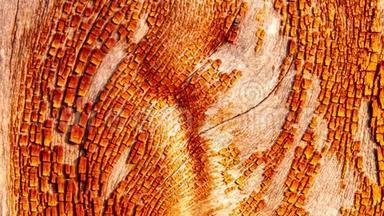 红橡树皮，由树皮和树<strong>干部</strong>分给出的几何图案