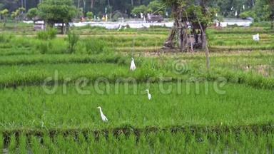背景：白鹳在水稻梯田上的亚洲观<strong>绿色植物</strong>田产业。<strong>夏季</strong>观光农业。