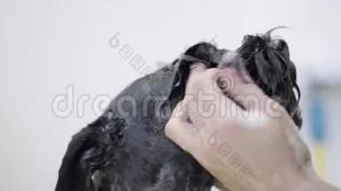 年轻的专业宠物美容师用洗发<strong>水</strong>洗`黑大狗的脸，而宠物又好又听话