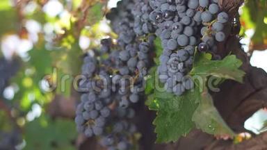 一串葡萄，葡萄藤上的葡萄.. 葡萄藤上的熟葡萄，用来酿造红酒