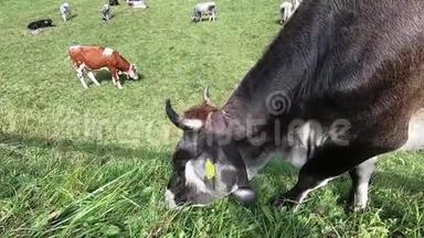 一头典型的提洛伦高山奶牛在多洛米特人的一片绿色<strong>草地上</strong>吃草，<strong>牛群</strong>则在其中