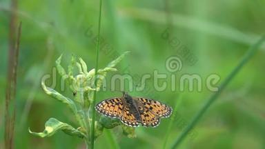蝴蝶小珠缘的贝母/贝洛里亚硒/在绿草中飞行，慢动作