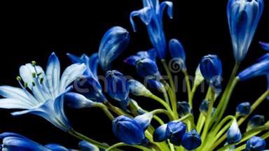 <strong>栀子花</strong>通常被称为尼罗河百合，花在黑色背景上的时间流逝。