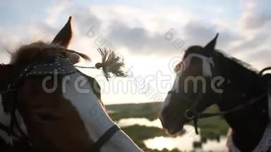 一`女孩的手在日落时轻轻地拍着一匹马