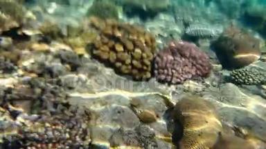 <strong>海底珊瑚</strong>礁上五颜六色的海绵和<strong>珊瑚</strong>