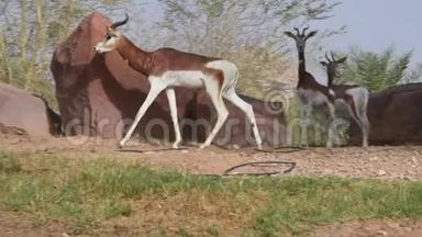 一位生活在撒哈拉沙漠中的非洲居民，AlAin动物园的Dama或Mhorr瞪羚，NangerDamaMhorr在Roc旁边散步