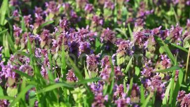 绿色草地特写中美丽的紫色花朵