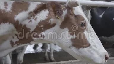 美丽的棕色和白色奶牛在农场特写。 农业产业，农牧理念.. 哺乳动物