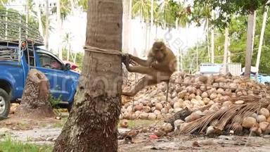 可爱的猴子工人休息从椰子收获收集。 <strong>圈养</strong>上使用动物劳动.. 农场
