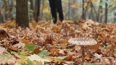 采蘑菇的人穿过秋天的森林寻找蘑菇。 麦角藻，阳伞蘑菇
