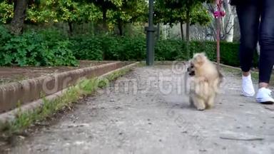 一只带着皮带的小波美拉尼亚小狗和女主人在公园里散步。 录像4k。