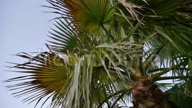 <strong>夏日夕阳</strong>下的棕榈树，带着淡淡的风