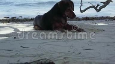 塞舌尔。 普拉斯林岛。 可爱的狗在海滩上<strong>挖洞</strong>，海浪惊人