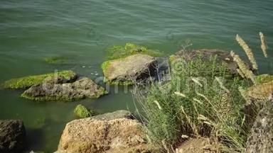 河口的海岸，有绿藻污染的石头