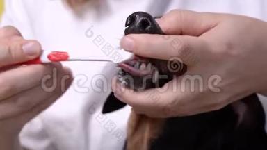 主人用一种专门的动物刷子小心地刷狗牙