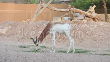 撒哈拉非洲一个极端古老的居民，Al Ain动物园的Dama或Mhorr Gazelle站在那里吃Gra