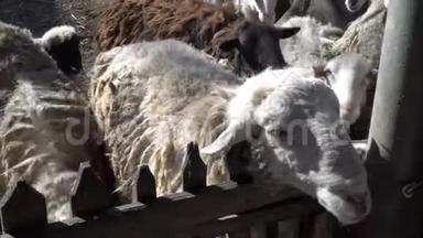 在阳光明媚的夏日里，好奇的留着长发的白羊和黑羊透过篱笆在<strong>动物园</strong>里看着。 快关门。 4K