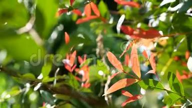 红、绿两色的白樱桃或百合，又称克里斯蒂娜植物，<strong>薏米</strong>