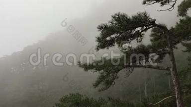 山腰森林密布浓雾美丽的自然景观..