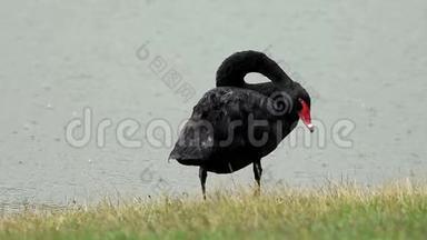 黑天鹅在雨中清理他站在池塘岸边的羽毛。 巨蟹座