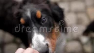 特写两只伯尼斯山狗狗狗狗狗的肖像，看着镜头，舔着，咬着一只手伸向她。 需要