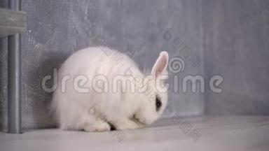 白兔靠着灰色的墙打扫卫生