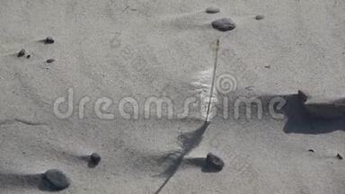 海鸟孤独的羽毛在沙滩上<strong>沙沙作响</strong>
