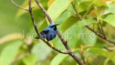 在塔纳格家族中闪闪发光的蜜蜂-蓝藻小鸟。 在中美洲的热<strong>带新</strong>世界