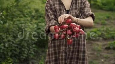 女人的手握在成熟的樱桃番茄的<strong>手心</strong>。