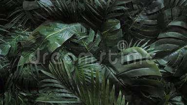 异国情调的热带绿色清新卷曲的叶子在幻想的黑暗森林。 大的棕榈叶。 天然雨林丛林植物
