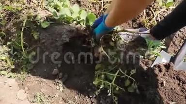 4K<strong>电影</strong>-女人挖掘她在花园里种植的未喷粉的土豆。