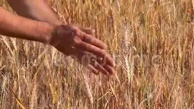 农民手中的小麦